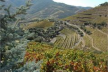 Douro - PT